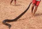 Hallaron una anaconda amarilla en las playas del río Paraná