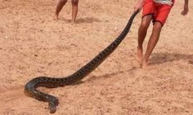 Hallaron una anaconda amarilla en las playas del río Paraná
