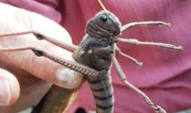 Invasión de Langostas en Sauce