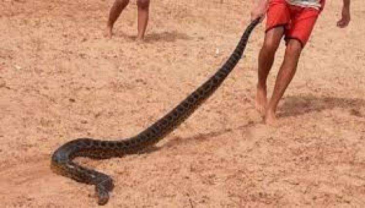 Hallaron una anaconda amarilla en las playas del río Paraná